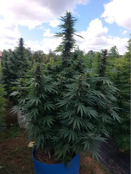 Hemp Cultivar Field View